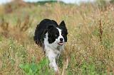 BORDER COLLIE 265